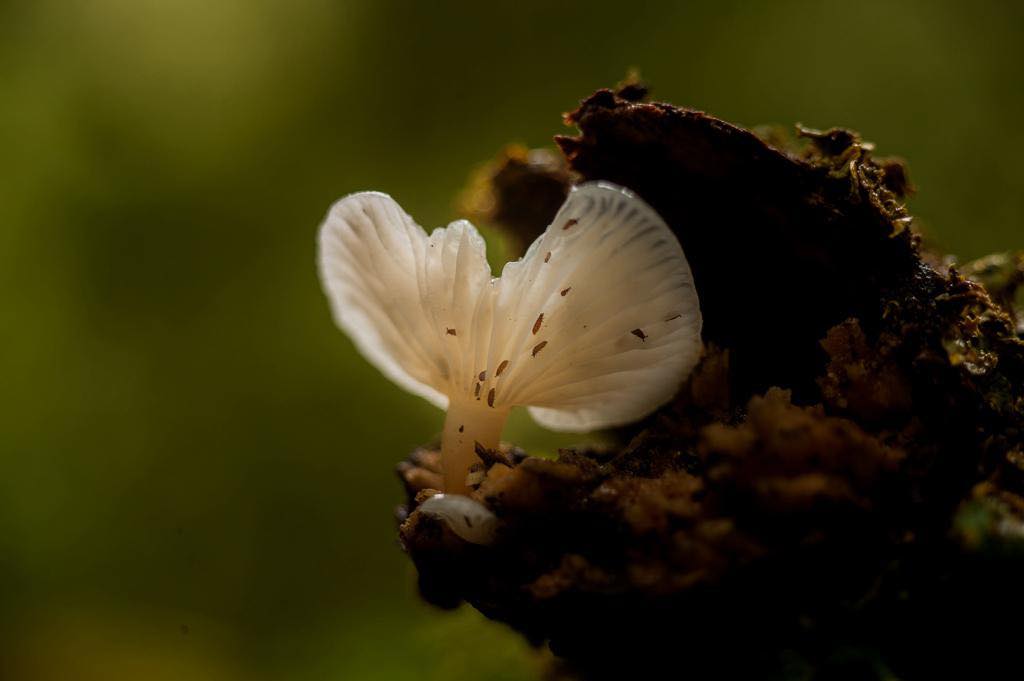 Contraloría da luz verde para el Santuario de la Naturaleza Valle Cochamó